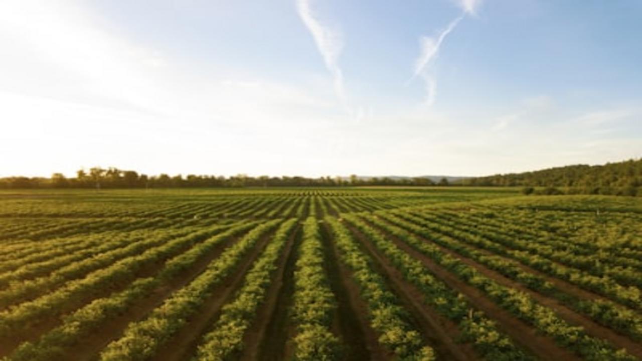 Zimbabwe : les asticots, alliés insoupçonnés de l'agriculture face à la sécheresse