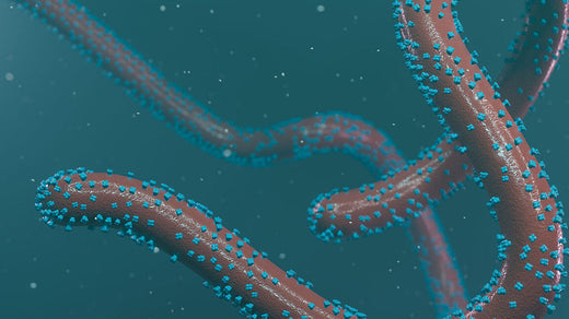 Tanzanie : un combat contre le virus Marburg face à un système de santé fragile