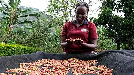 Ouganda : le café, catalyseur d'autonomisation pour les femmes rurales