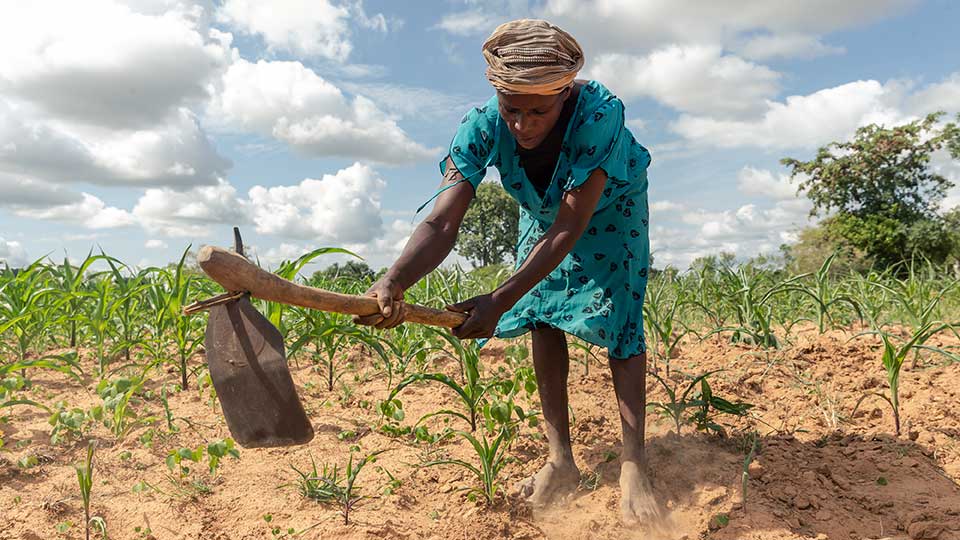 Zimbabwe : L’indemnisation des agriculteurs étrangers et locaux, un enjeu clé pour la relance agricole