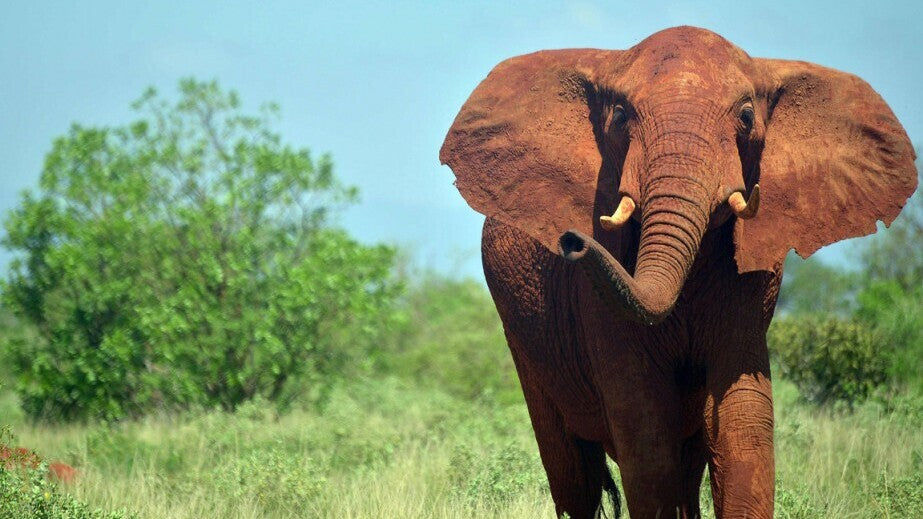 Kenya : Quand déplacer des éléphants devient une nécessité pour la préservation