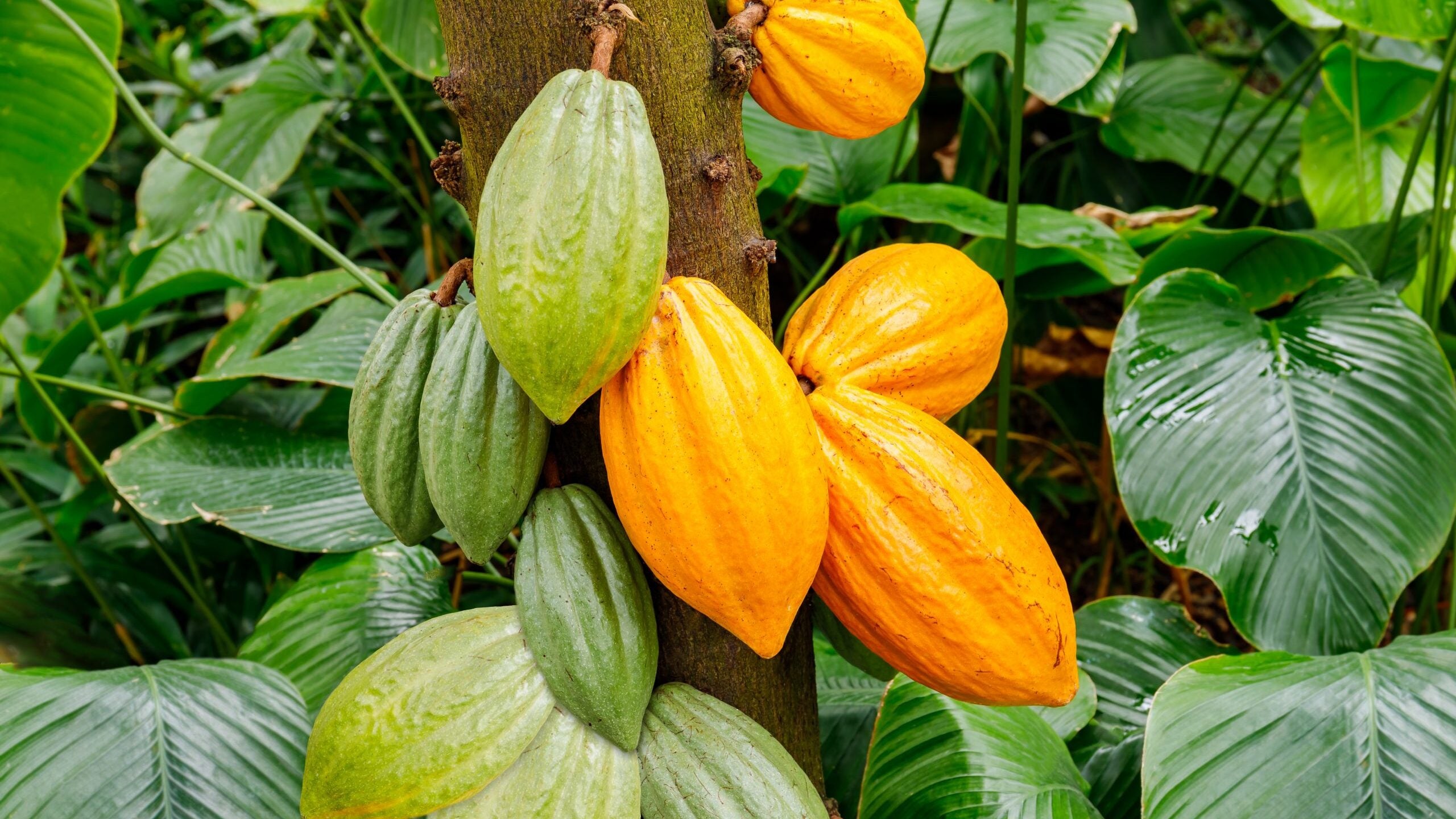 Cacao en Côte d'Ivoire : hausse des prix, mais les producteurs restent insatisfaits